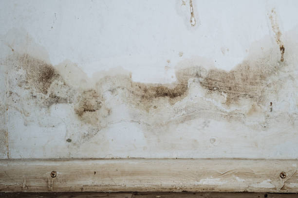 Mold Remediation for Rental Properties in Melbourne, FL